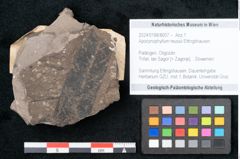 Foto (Objekt + Etikett) von Apocynophyllum reussii Ettingshausen (NHMW-GEO-2024-0188-8007)